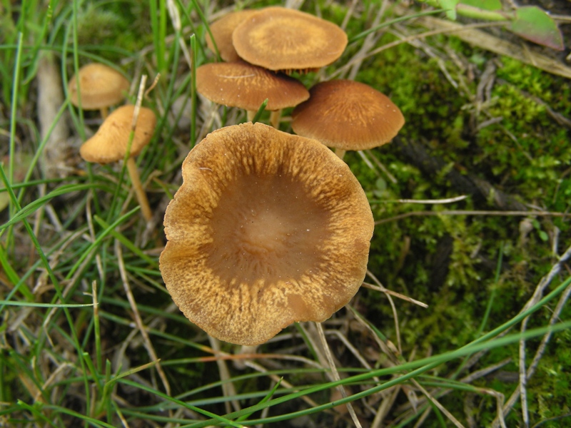 a margine strada (Cfr. Agrocybe arvalis)